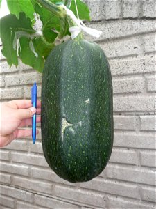 Cucurbita pepo "zapallo de Angola" semillería La Paulita.
Sown in september 2014 in Fortín Olavarría town, Buenos Aires province, Argentina