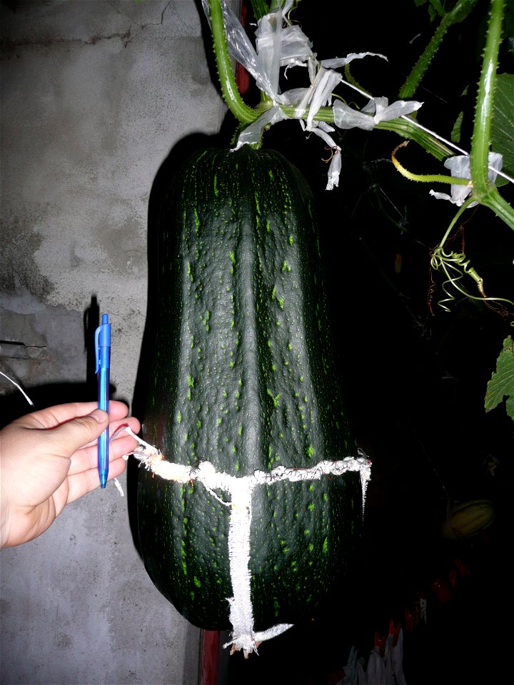Cucurbita pepo "zapallo de Angola" semillería La Paulita.
Sown in september 2014 in Fortín Olavarría town, Buenos Aires province, Argentina