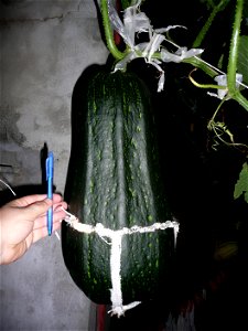 Cucurbita pepo "zapallo de Angola" semillería La Paulita.
Sown in september 2014 in Fortín Olavarría town, Buenos Aires province, Argentina