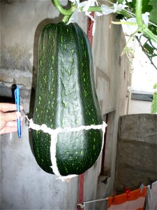Cucurbita pepo "zapallo de Angola" semillería La Paulita.
Sown in september 2014 in Fortín Olavarría town, Buenos Aires province, Argentina