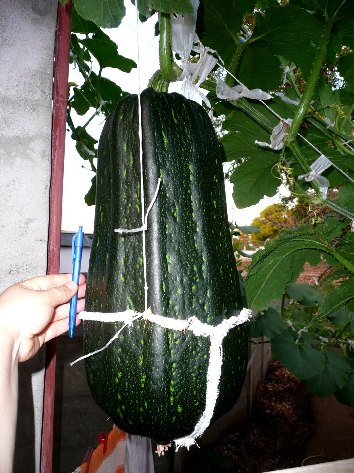 Cucurbita pepo "zapallo de Angola" semillería La Paulita.
Sown in september 2014 in Fortín Olavarría town, Buenos Aires province, Argentina