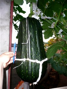 Cucurbita pepo "zapallo de Angola" semillería La Paulita.
Sown in september 2014 in Fortín Olavarría town, Buenos Aires province, Argentina