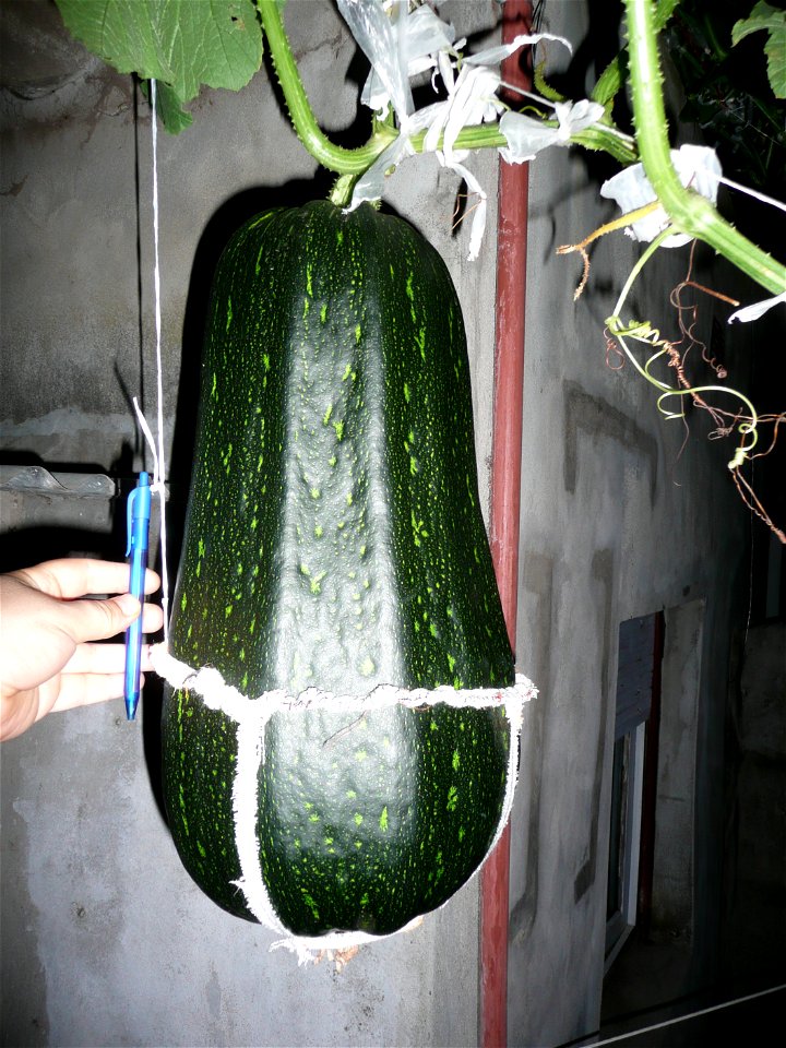 Cucurbita pepo "zapallo de Angola" semillería La Paulita.
Sown in september 2014 in Fortín Olavarría town, Buenos Aires province, Argentina