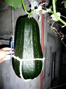 Cucurbita pepo "zapallo de Angola" semillería La Paulita.
Sown in september 2014 in Fortín Olavarría town, Buenos Aires province, Argentina