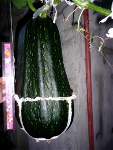 Cucurbita pepo "zapallo de Angola" semillería La Paulita.
Sown in september 2014 in Fortín Olavarría town, Buenos Aires province, Argentina