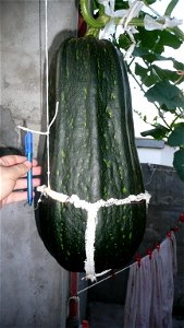 Cucurbita pepo "zapallo de Angola" semillería La Paulita.
Sown in september 2014 in Fortín Olavarría town, Buenos Aires province, Argentina