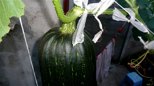 Cucurbita pepo "zapallo de Angola" semillería La Paulita.
Sown in september 2014 in Fortín Olavarría town, Buenos Aires province, Argentina