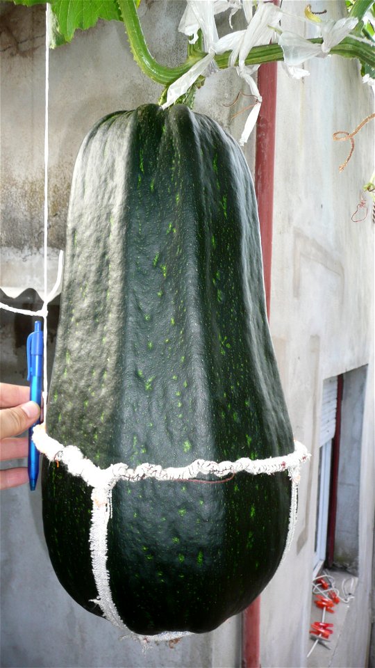 Cucurbita pepo "zapallo de Angola" semillería La Paulita.
Sown in september 2014 in Fortín Olavarría town, Buenos Aires province, Argentina