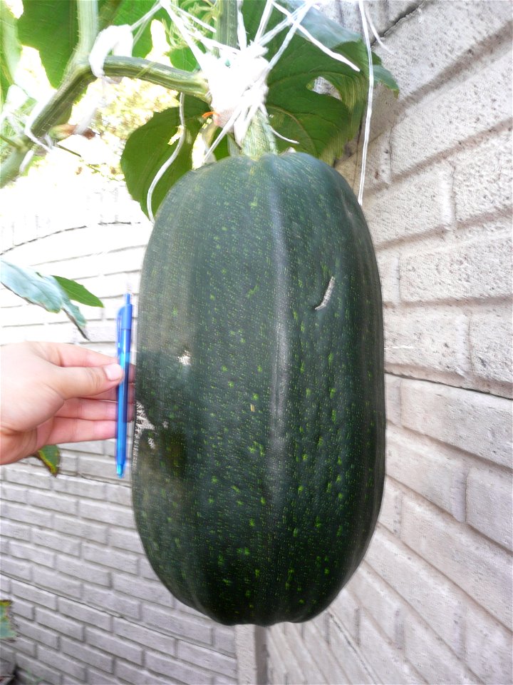 Cucurbita pepo "zapallo de Angola" semillería La Paulita.
Sown in september 2014 in Fortín Olavarría town, Buenos Aires province, Argentina