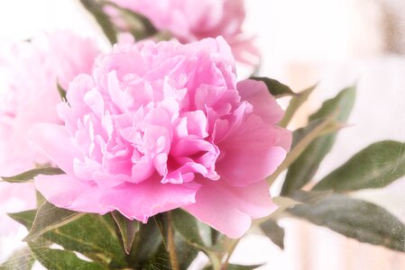 Pink pink peony pink flower photo