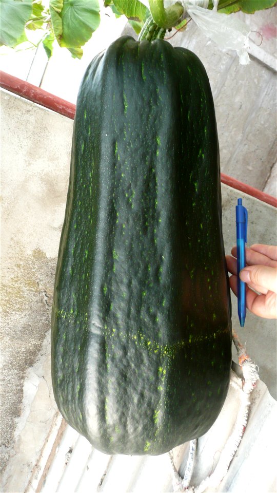 Cucurbita pepo "zapallo de Angola" semillería La Paulita.
Sown in september 2014 in Fortín Olavarría town, Buenos Aires province, Argentina