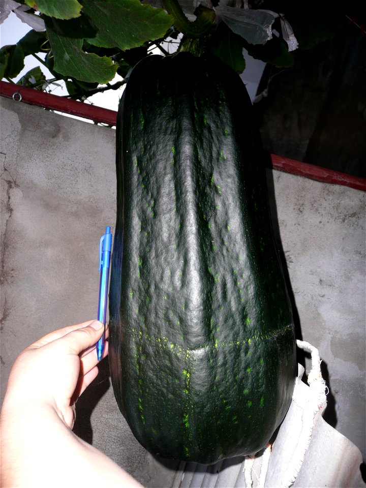Cucurbita pepo "zapallo de Angola" semillería La Paulita.
Sown in september 2014 in Fortín Olavarría town, Buenos Aires province, Argentina
