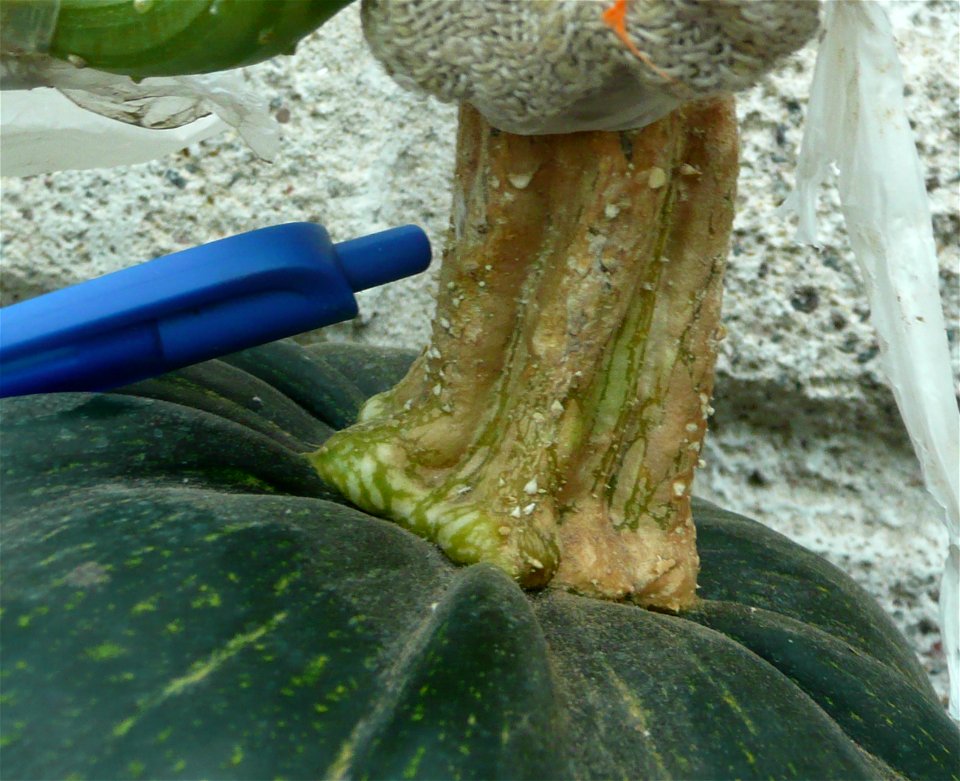Cucurbita pepo "zapallo de Angola" semillería La Paulita.
Sown in september 2014 in Fortín Olavarría town, Buenos Aires province, Argentina