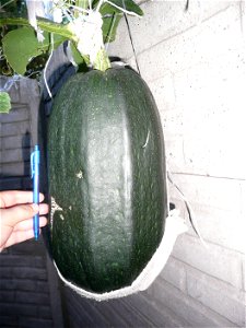 Cucurbita pepo "zapallo de Angola" semillería La Paulita.
Sown in september 2014 in Fortín Olavarría town, Buenos Aires province, Argentina