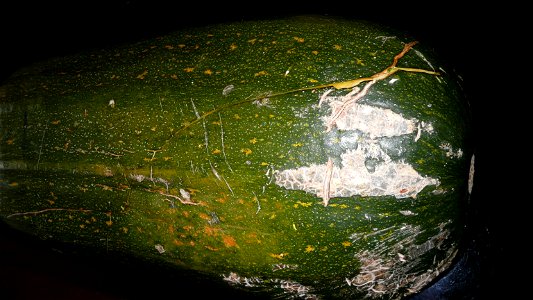 Cucurbita pepo "zapallo de Angola" semillería La Paulita.
Sown in september 2014 in Fortín Olavarría town, Buenos Aires province, Argentina

La cáscara no había madurado en el sector hacia el sol, pro