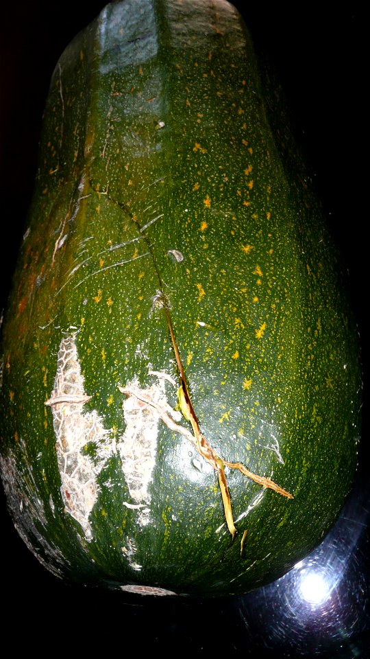 Cucurbita pepo "zapallo de Angola" semillería La Paulita.
Sown in september 2014 in Fortín Olavarría town, Buenos Aires province, Argentina

La cáscara no había madurado en el sector hacia el sol, pro