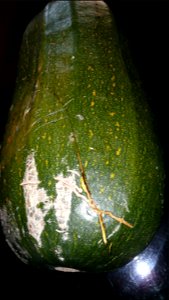 Cucurbita pepo "zapallo de Angola" semillería La Paulita.
Sown in september 2014 in Fortín Olavarría town, Buenos Aires province, Argentina

La cáscara no había madurado en el sector hacia el sol, pro