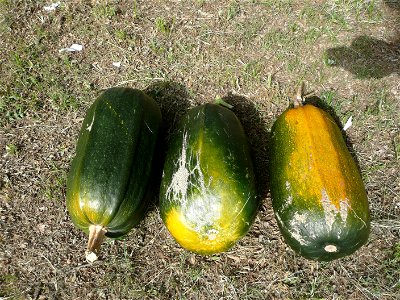 Cucurbita pepo "zapallo de Angola" semillería La Paulita.
The squash on the right had the skin not very lignified where the color is orange.

Sown in september 2014 in Fortín Olavarría town, Buenos Ai