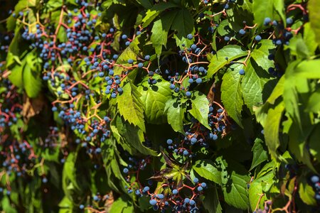 Wine grapes background