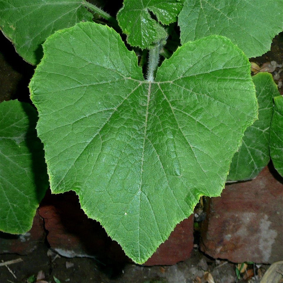Cucurbita pepo "zapallo de Angola" (semillería La Paulita), Argentinian landrace.
Fortín Olavarría town, Buenos Aires province, Argentina.