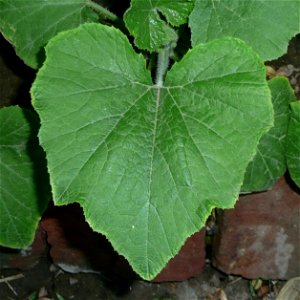 Cucurbita pepo "zapallo de Angola" (semillería La Paulita), Argentinian landrace.
Fortín Olavarría town, Buenos Aires province, Argentina.