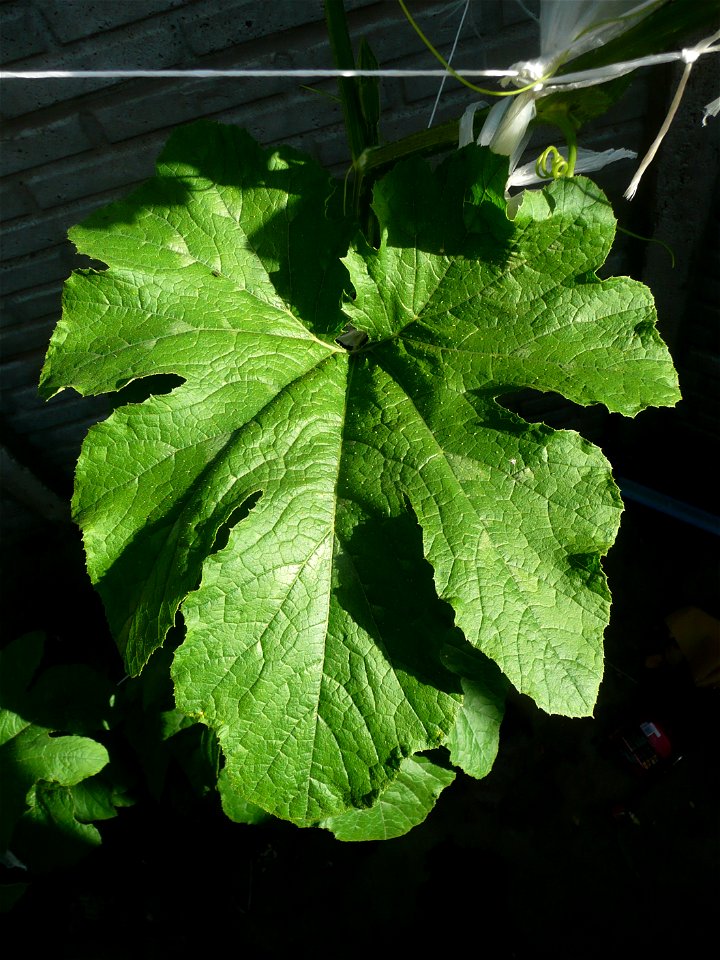 Cucurbita pepo "zapallo de Angola" semillería La Paulita.
Sown in september 2014 in Fortín Olavarría, Buenos Aires province, Argentina.