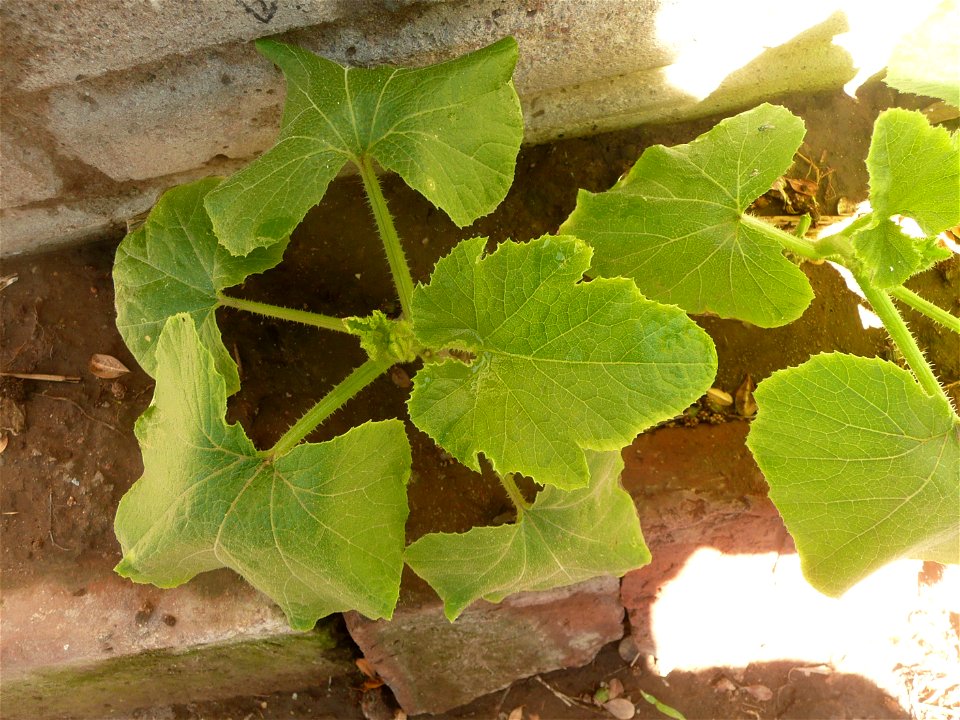 Cucurbita pepo "zapallo de Angola" (semillería La Paulita), Argentinian landrace.
Fortín Olavarría town, Buenos Aires province, Argentina.