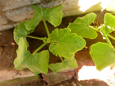 Cucurbita pepo "zapallo de Angola" (semillería La Paulita), Argentinian landrace.
Fortín Olavarría town, Buenos Aires province, Argentina.
