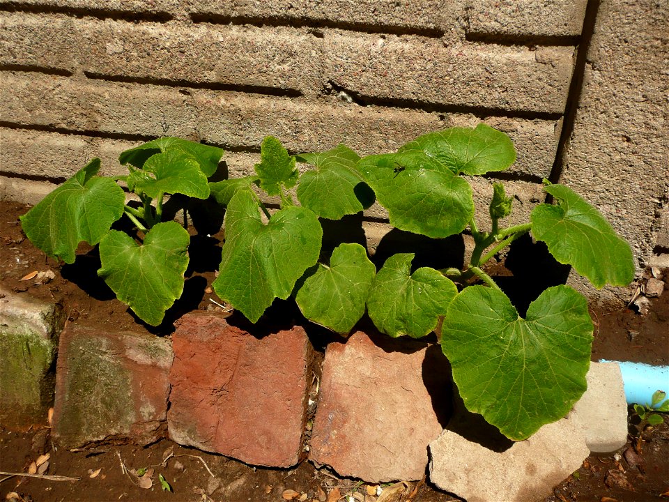 Cucurbita pepo "zapallo de Angola" (semillería La Paulita), Argentinian landrace.
Fortín Olavarría town, Buenos Aires province, Argentina.