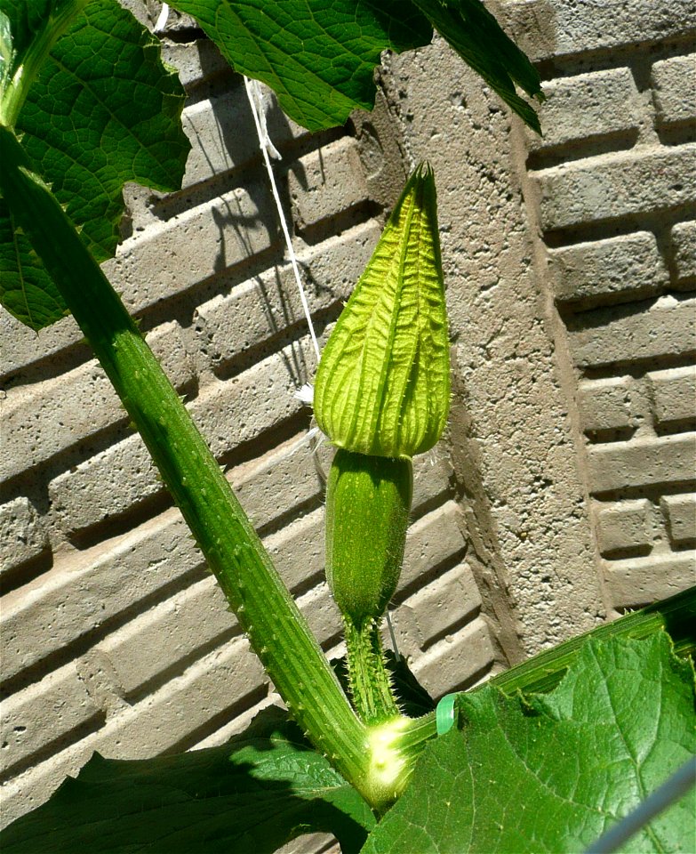 Cucurbita pepo "zapallo de Angola" semillería La Paulita.
Sown in september 2014 in Fortín Olavarría, Buenos Aires province, Argentina.