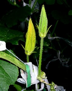 Cucurbita pepo "zapallo de Angola" semillería La Paulita.
Sown in september 2014 in Fortín Olavarría, Buenos Aires province, Argentina.