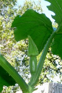 Cucurbita pepo "zapallo de Angola" semillería La Paulita.
Sown in september 2014 in Fortín Olavarría, Buenos Aires province, Argentina.