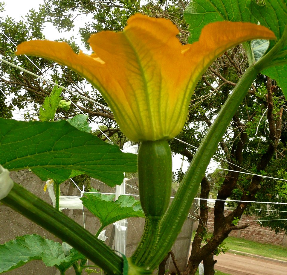Cucurbita pepo "zapallo de Angola" semillería La Paulita.
Sown in september 2014 in Fortín Olavarría, Buenos Aires province, Argentina.