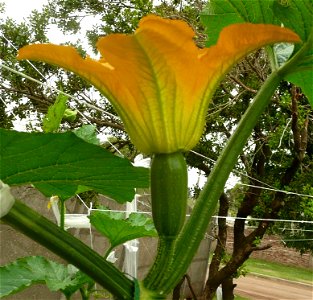 Cucurbita pepo "zapallo de Angola" semillería La Paulita.
Sown in september 2014 in Fortín Olavarría, Buenos Aires province, Argentina.