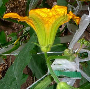 Cucurbita pepo "zapallo de Angola" semillería La Paulita.
Sown in september 2014 in Fortín Olavarría, Buenos Aires province, Argentina.