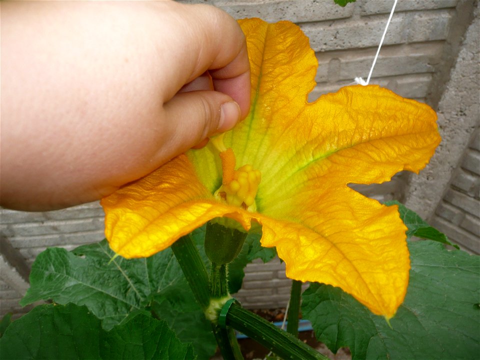 Cucurbita pepo "zapallo de Angola" semillería La Paulita.
Sown in september 2014 in Fortín Olavarría, Buenos Aires province, Argentina.