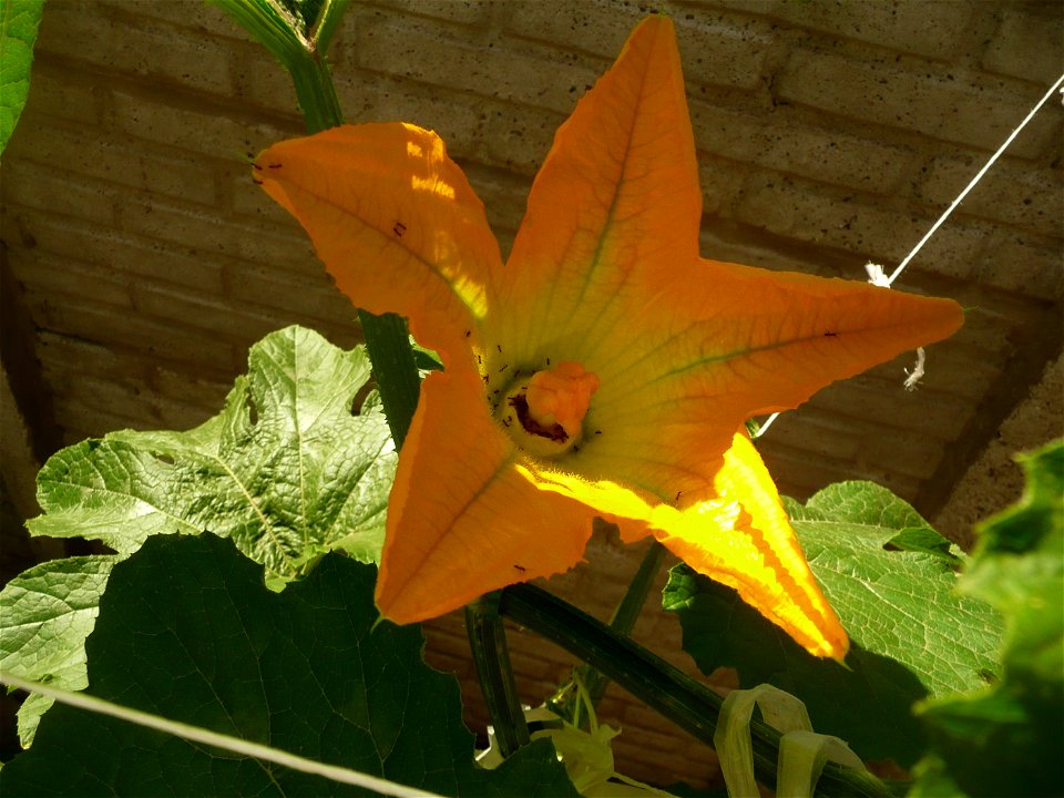 Cucurbita pepo "zapallo de Angola" semillería La Paulita.
Sown in september 2014 in Fortín Olavarría, Buenos Aires province, Argentina.