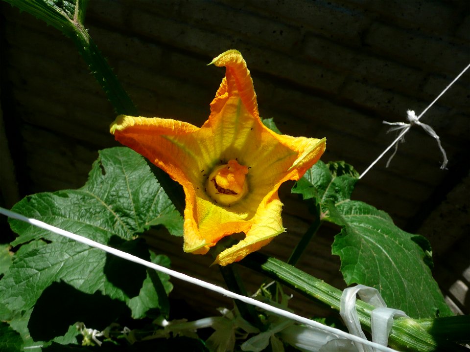 Cucurbita pepo "zapallo de Angola" semillería La Paulita.
Sown in september 2014 in Fortín Olavarría, Buenos Aires province, Argentina.