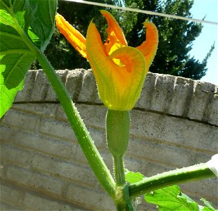 Cucurbita pepo "zapallo de Angola" semillería La Paulita.
Sown in september 2014 in Fortín Olavarría, Buenos Aires province, Argentina.