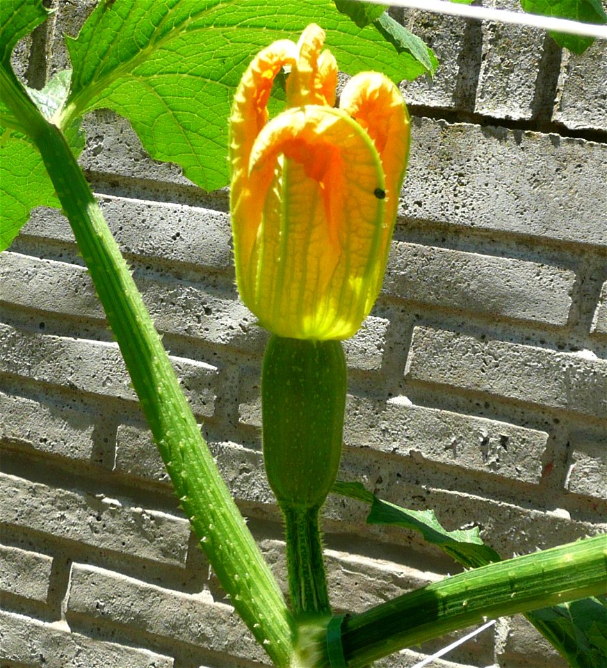 Cucurbita pepo "zapallo de Angola" semillería La Paulita.
Sown in september 2014 in Fortín Olavarría, Buenos Aires province, Argentina.