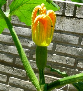 Cucurbita pepo "zapallo de Angola" semillería La Paulita.
Sown in september 2014 in Fortín Olavarría, Buenos Aires province, Argentina.