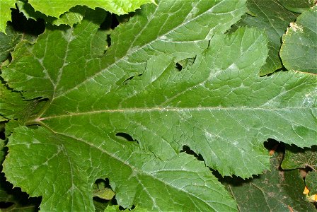 Cucurbita pepo 'Zucchini Grey' (semillería Florensa) or "Zapallito alargado de Génova" (semillería Florensa) - "mottled leaf" (white or silvered spots at the junctions of the veins) this is a genetic 