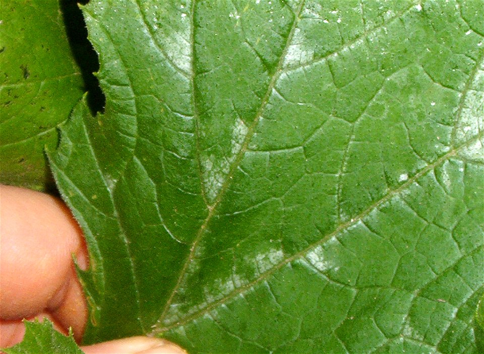 Cucurbita pepo 'Zucchini Grey' (semillería Florensa) or "Zapallito alargado de Génova" (semillería Florensa)  - "mottled leaf".