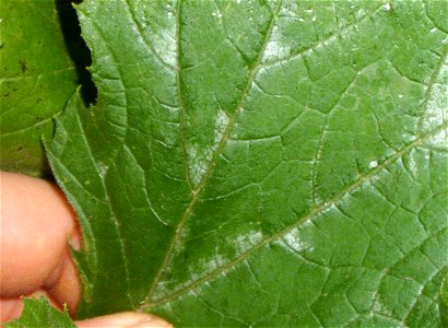 Cucurbita pepo 'Zucchini Grey' (semillería Florensa) or "Zapallito alargado de Génova" (semillería Florensa)  - "mottled leaf".
