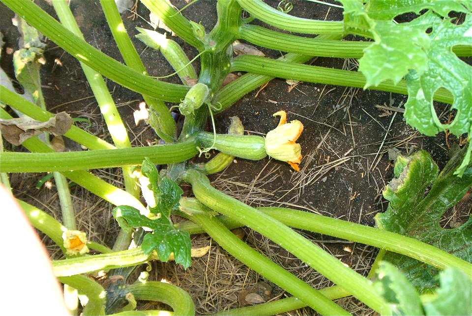 Cucurbita pepo 'Zucchini Grey', from a seed pack sold by Florensa under the name "Zapallito alargado de Génova". Feminine flower. Notice size and shape of the inferior ovary, and the narrow green sepa