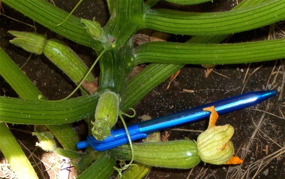 On the right a flower, the rest are feminine (female) flower buds.
Notice size and shape of the ovary characteristic of Vegetable Marrow group.

Seeds are sold in Argentina under the name "Zapallito a