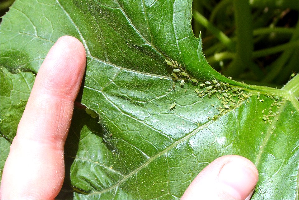 Cucurbita pepo 'Zucchini Grey' (semillería Florensa) or "Zapallito alargado de Génova" (semillería Florensa) - aphids ("pulgones") on the adaxial side of the leaf. They appeared the day the photo was 