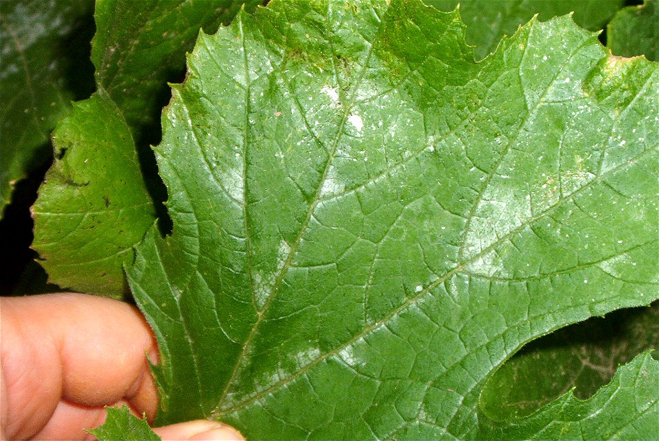 Cucurbita pepo 'Zucchini Grey' (semillería Florensa) or "Zapallito alargado de Génova" (semillería Florensa) - Cucurbita disease F. "Powdery mildew" and ALSO the leaf has "mottled leaves" (white spots