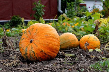 Pumpkins (Cucurbita pepo) photo