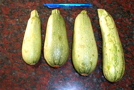 Zapallitos pertenecientes a Cucurbita pepo Vegetable Marrow group (definido en Paris 1986). En Argentina identificados como "zucchini" o "zuquini", si bien no son de ese grupo cultivar sino del mencio